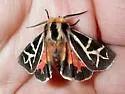 Figured Tiger Moth - Hodges#8188 - photo 3