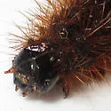 Figured Tiger Moth - Hodges#8188 - photo 4