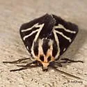 Figured Tiger Moth - Hodges#8188 - photo 5