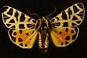 Apantesis hewletti - Hodges#8178 - Apantesis hewletti
