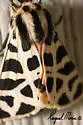 Apantesis incorrupta - Hodges#8180