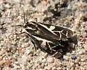 Apantesis margo - Hodges#8172.1
