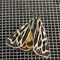 Apantesis obliterata - Hodges#8174