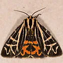 Apantesis ornata - Hodges#8177