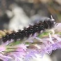 Apantesis placentia - Hodges#8191 - photo 3