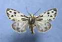Labrador Tiger Moth - Hodges#8172