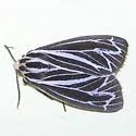 Apantesis speciosa - Hodges#8175.1