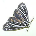Apantesis speciosa - Hodges#8175.1 - photo 2