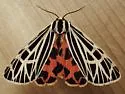 Virgin Tiger Moth - Hodges#8197 - photo 2