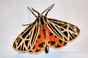Virgin Tiger Moth - Hodges#8197 - photo 3