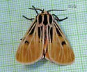 Virgin Tiger Moth - Hodges#8197 - photo 4