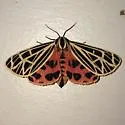 Virgin Tiger Moth - Hodges#8197 - photo 5