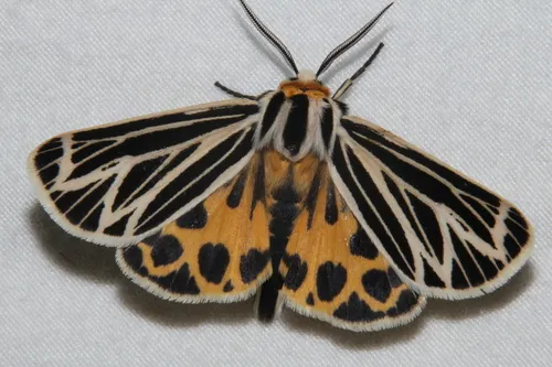 Little Virgin Tiger Moth - Hodges#8175