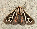 Williams' Tiger Moth - Hodges#8186