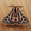 Williams' Tiger Moth - Hodges#8186 - photo 2