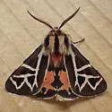 Williams' Tiger Moth - Hodges#8186 - photo 3