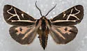Williams' Tiger Moth - Hodges#8186 - photo 4