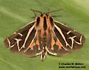 Williams' Tiger Moth - Hodges#8186 - photo 5