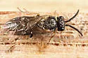 Apareophora dyari - Apareophora dyari