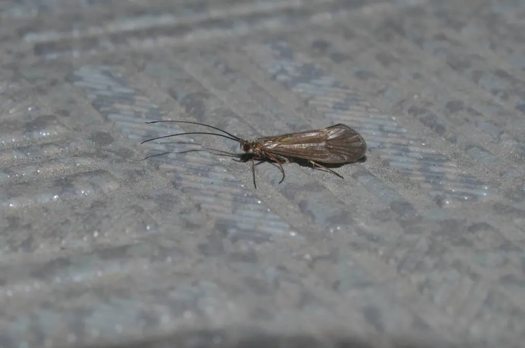 Apatania aberrans - photo 2