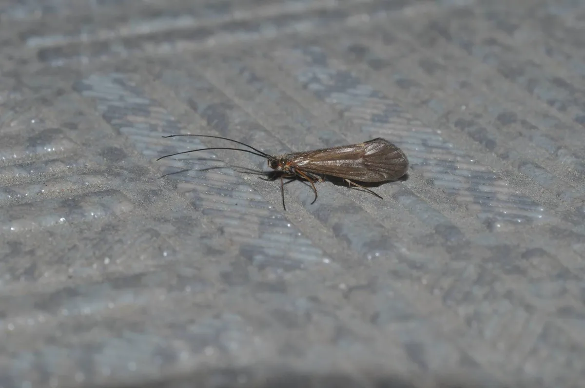 Apatania aberrans - photo 3