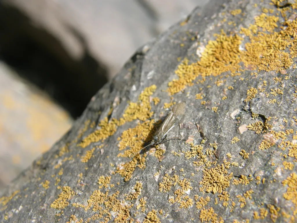 Apatania majuscula - photo 2