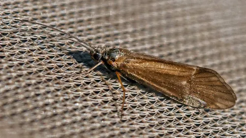 Apatania stigmatella - Apatania stigmatella