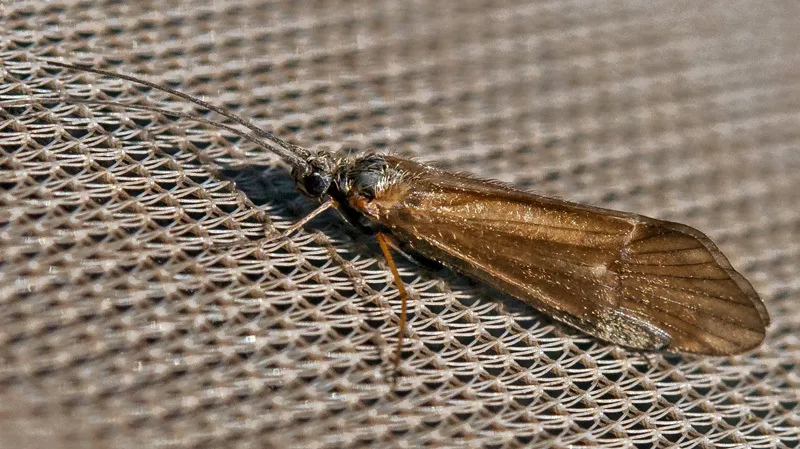 Apatania stigmatella - photo 2