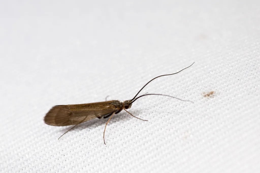 Apatania taiwanensis - photo 2