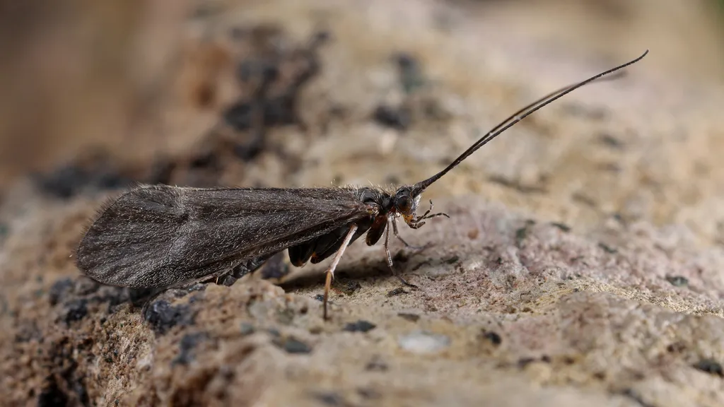 Apatania vepsica - photo 2