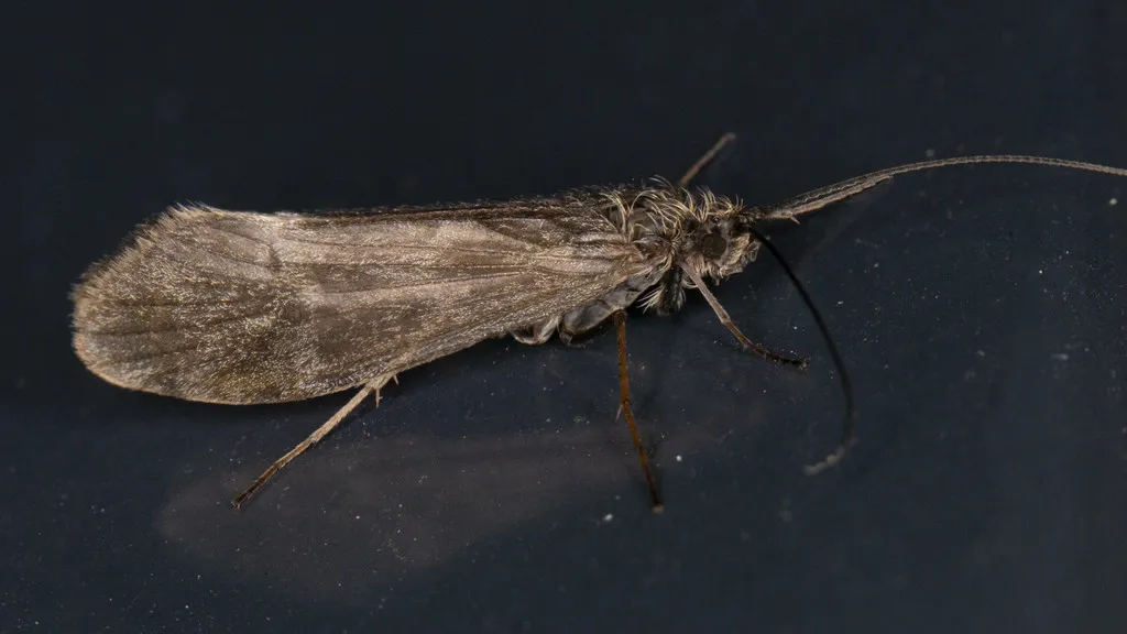 Apatania zonella - photo 2