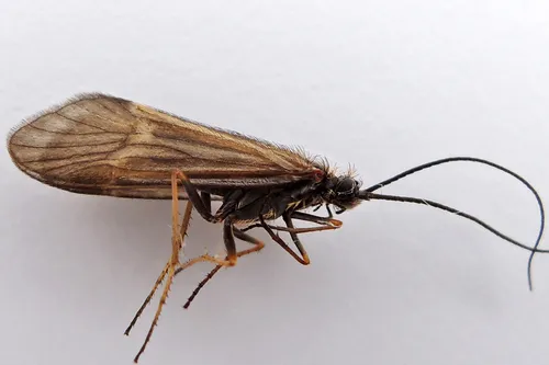Early Smoky Wing Sedges - Apataniidae