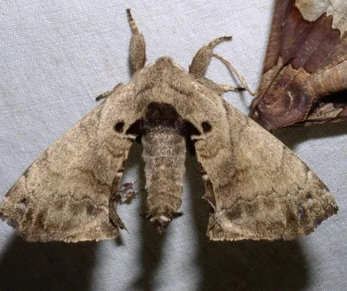 Apatelodes adrastia