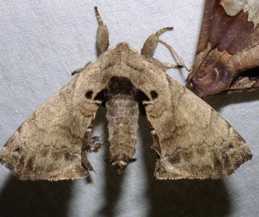 Apatelodes adrastia - photo 2