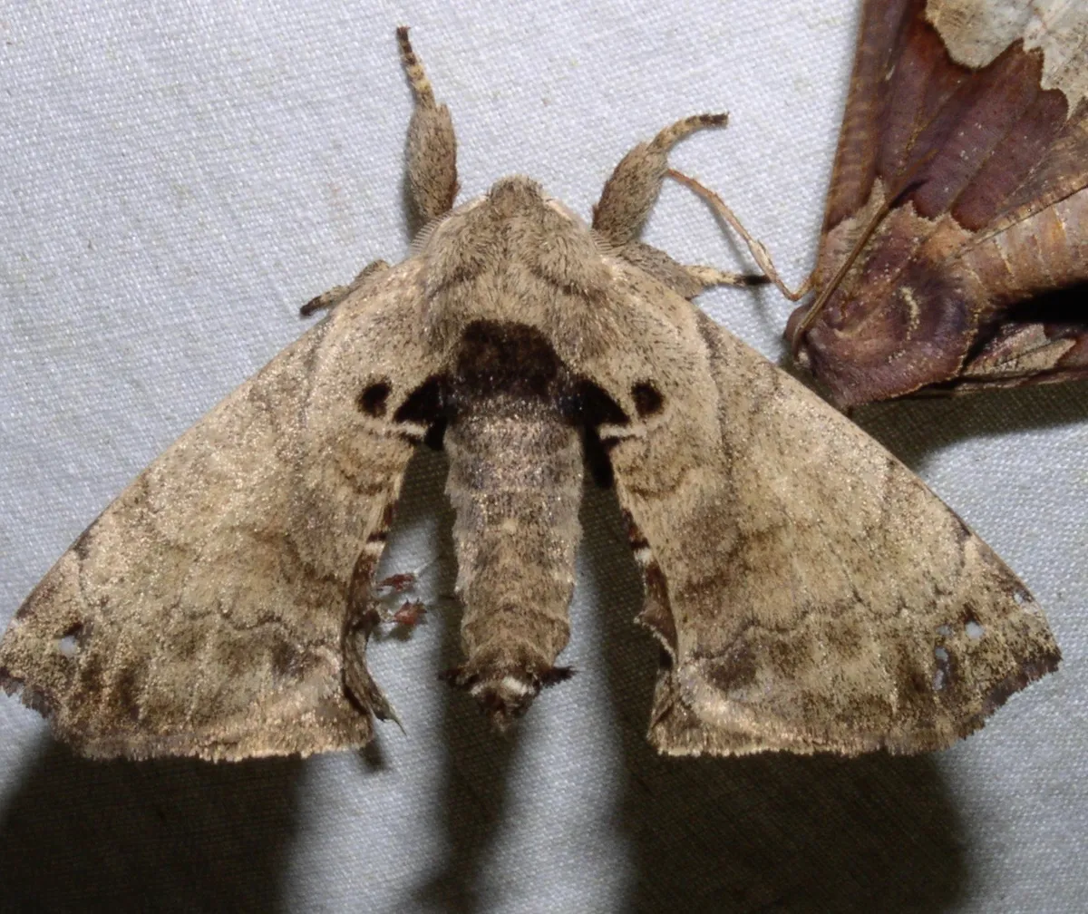 Apatelodes adrastia - photo 3