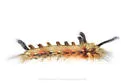 Apatelodes auduboni - Hodges#7664.1 - photo 2