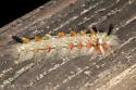 Apatelodes auduboni - Hodges#7664.1 - photo 3
