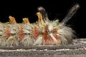 Apatelodes auduboni - Hodges#7664.1 - photo 4