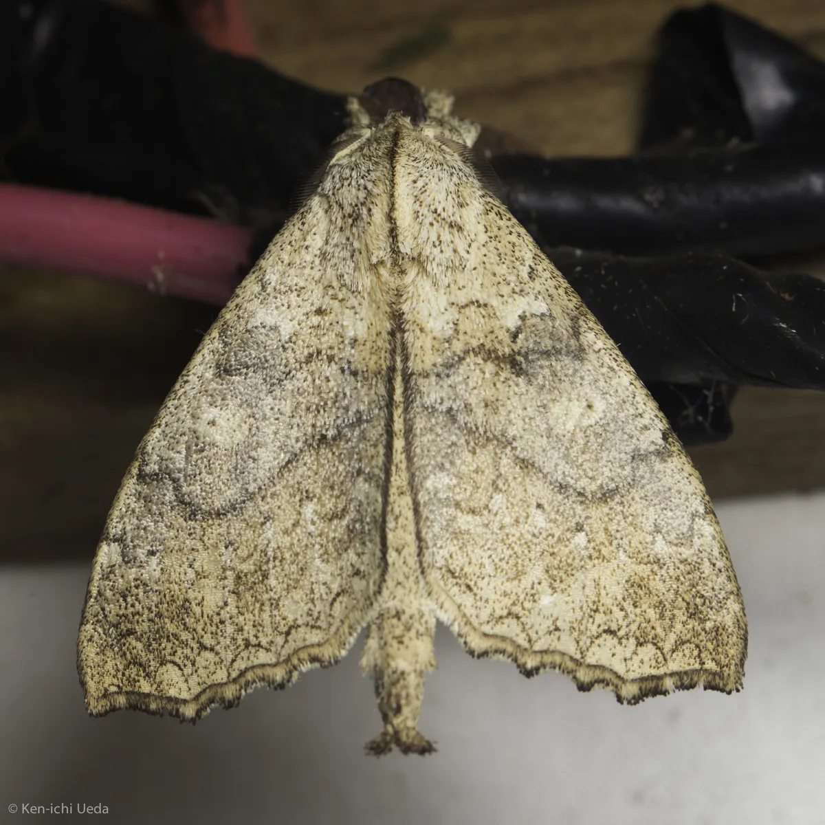 American Silkworm Moths - Apatelodidae