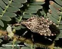 Apateticus lineolatus - photo 2