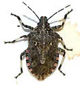 Apateticus lineolatus - photo 3