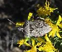 Apateticus lineolatus - photo 4