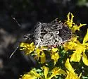 Apateticus lineolatus - photo 5