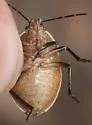 Apateticus marginiventris - photo 2