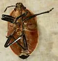Apateticus marginiventris - photo 4