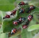 Apateticus marginiventris - photo 5
