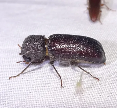 Horned Powderpost Beetle