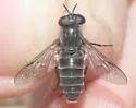 Apatolestes comastes