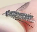 Apatolestes comastes - photo 2
