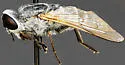 Apatolestes comastes - photo 5